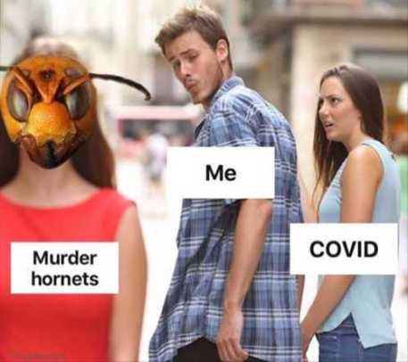 me-guy-looking-at-murder-hornets-ignoring-covid-girl.jpg