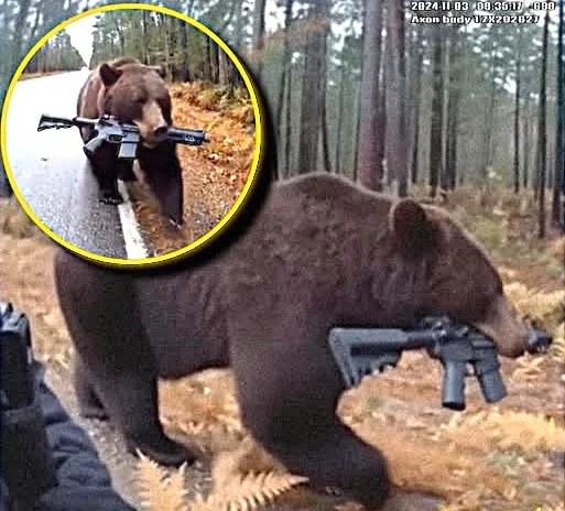 Minnesota bears.webp