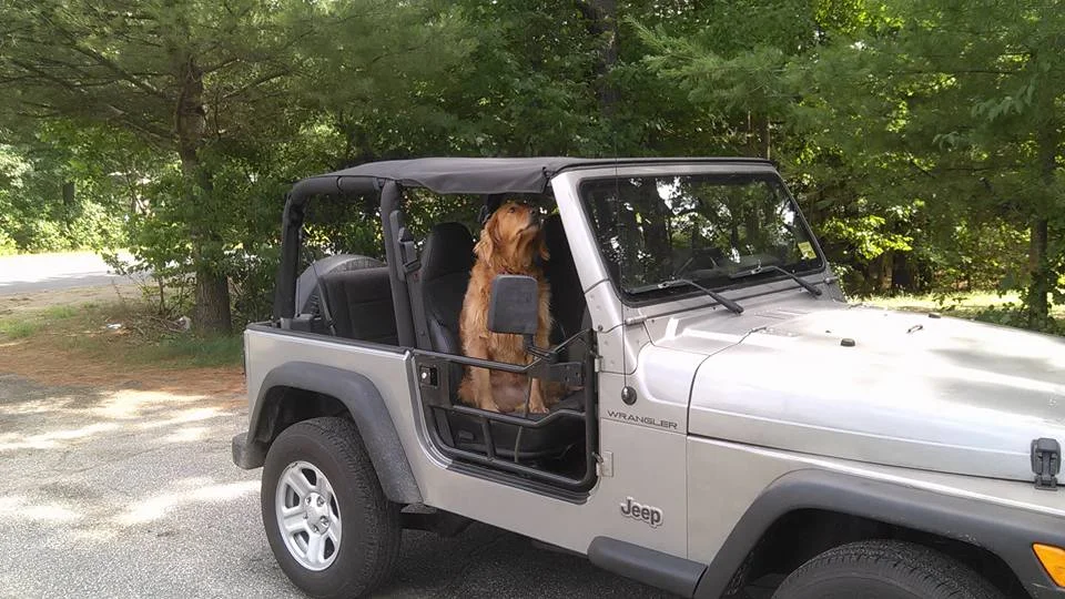 molly jeep 2.webp