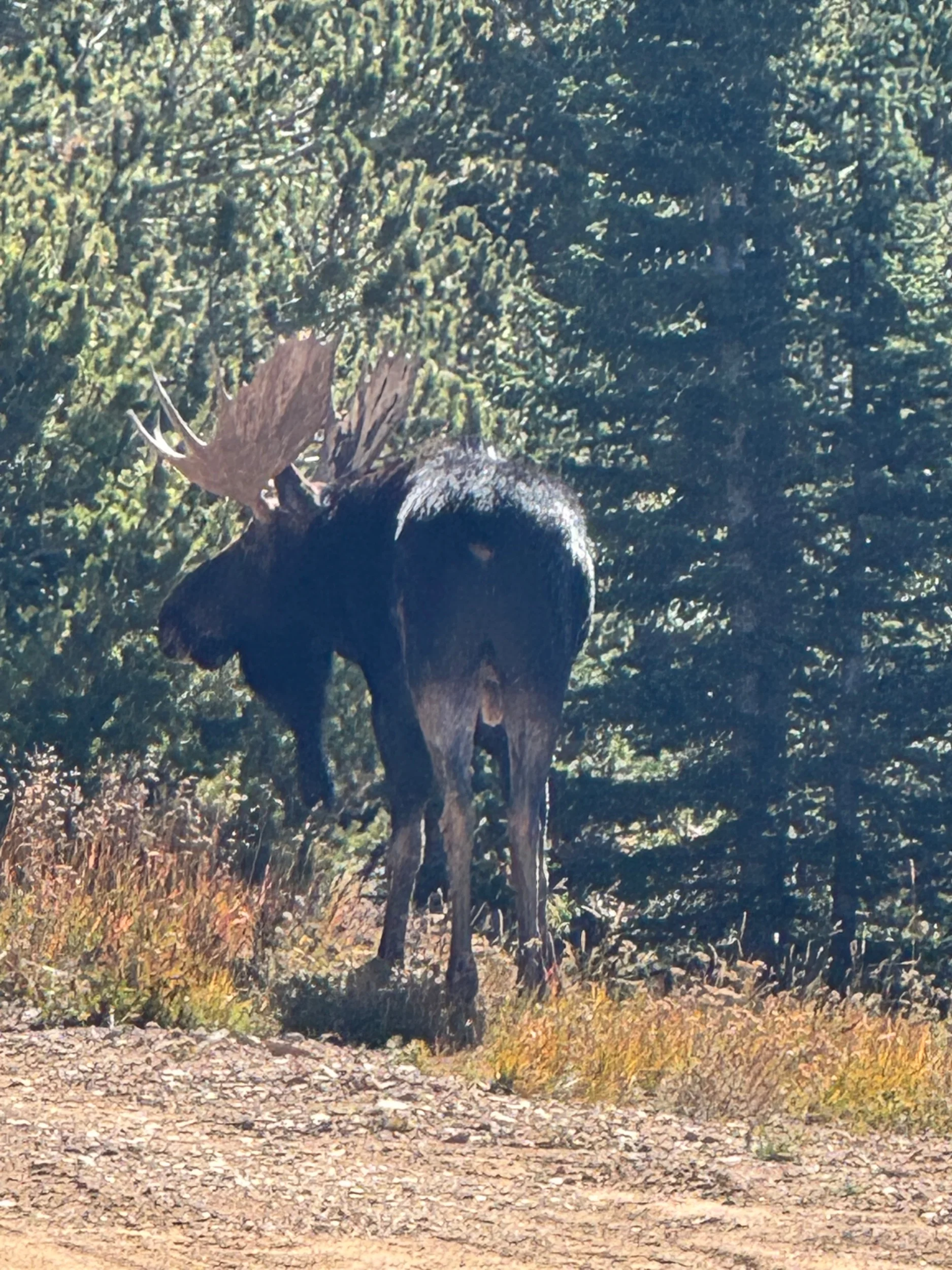 moose knuckle.webp
