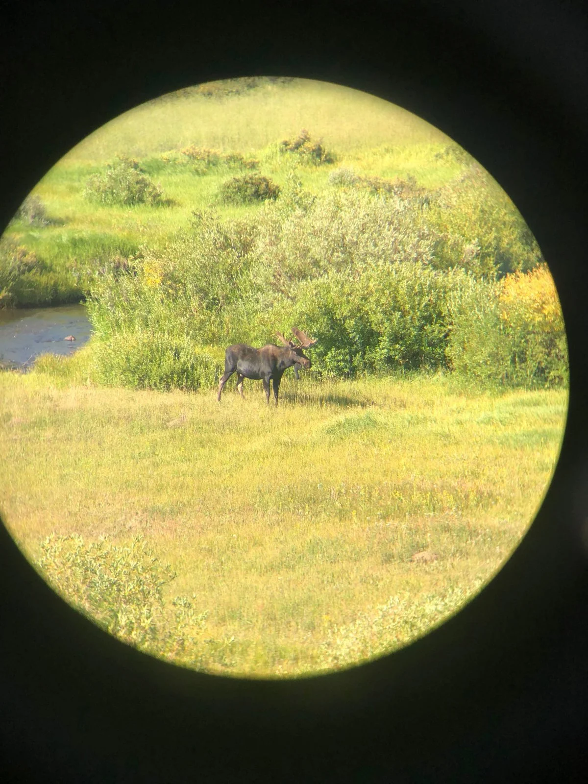 Moose.webp