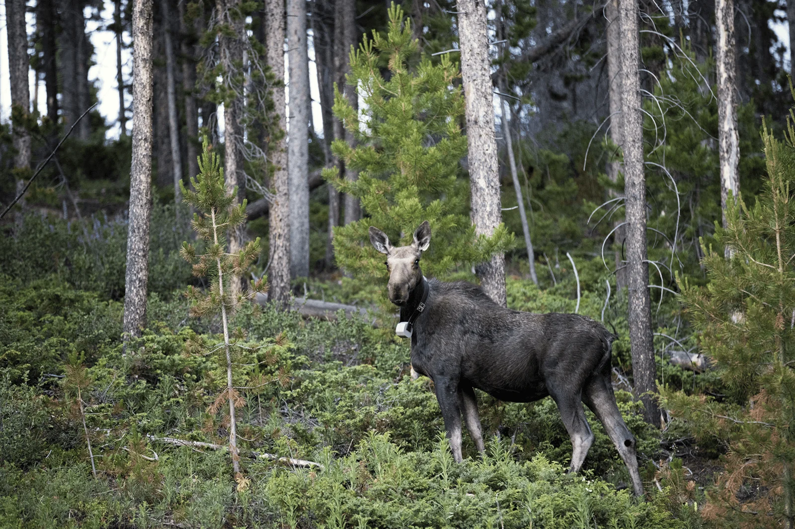 MooseSmall.webp