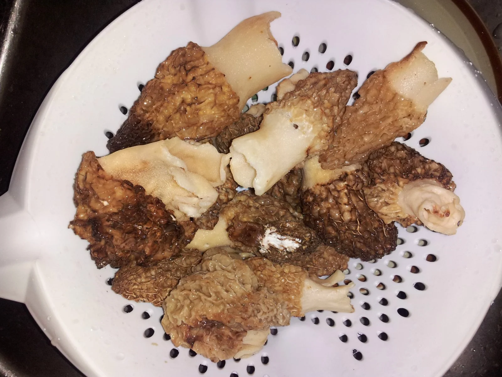 Morels.webp