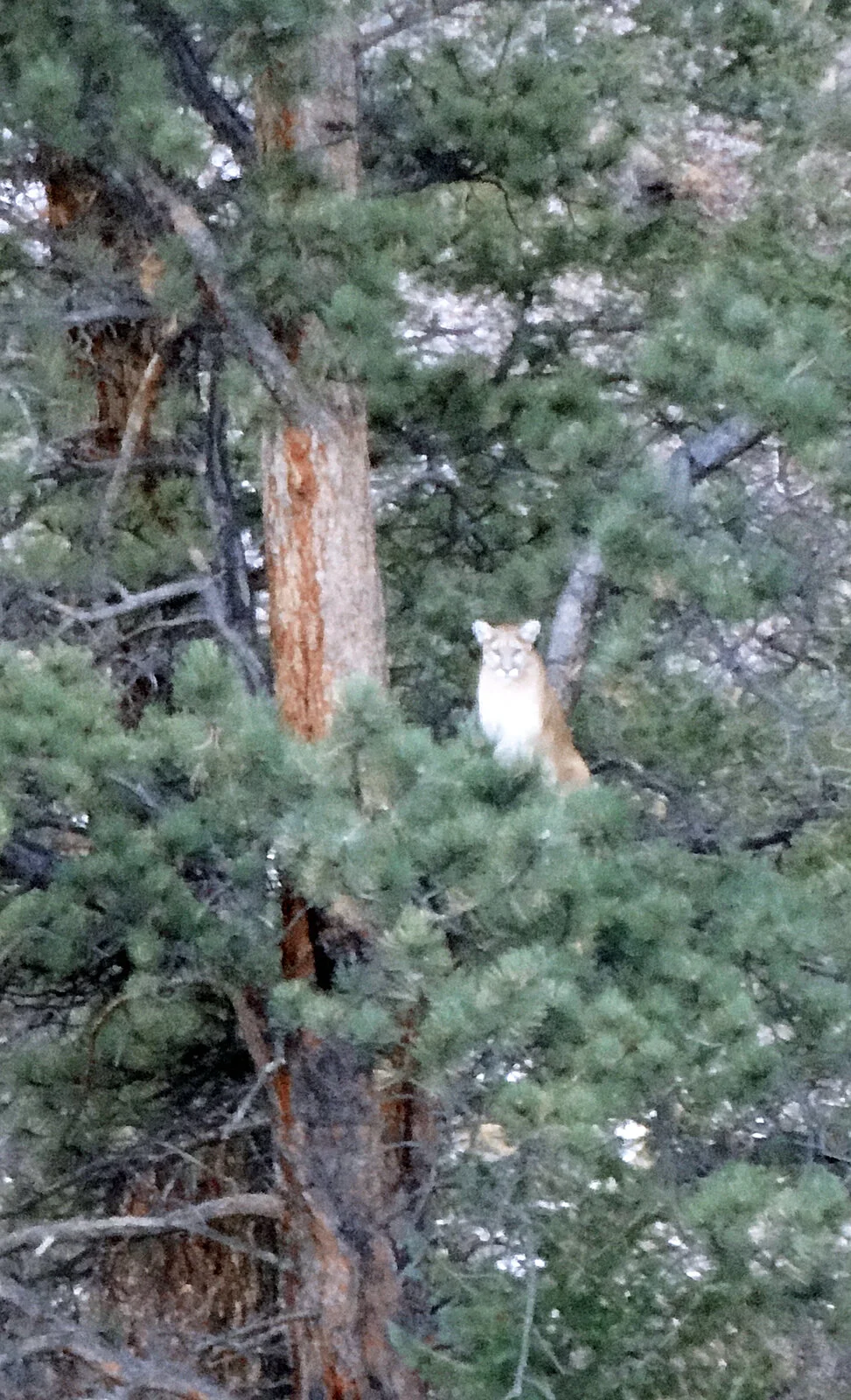 Mountain Lion in tree.webp