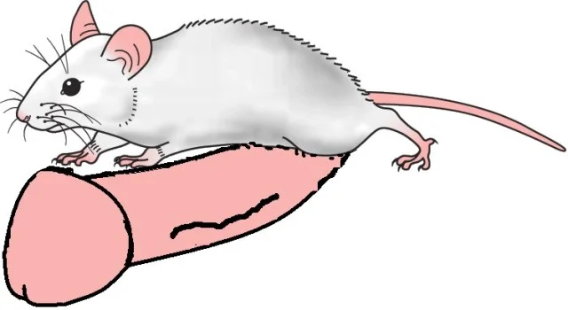 mouse-with-correct-penis-2.webp