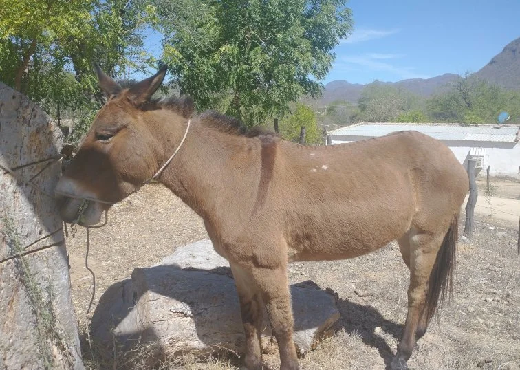 mule.webp