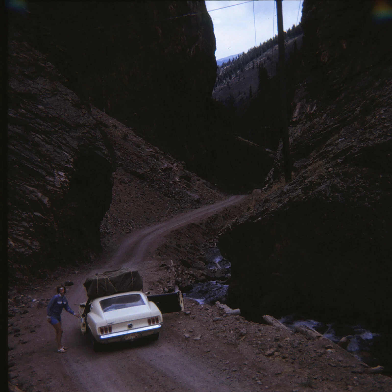 Mustanging1.webp