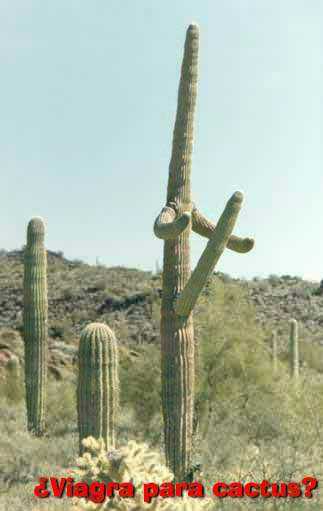 Nature4HungCactus.jpg