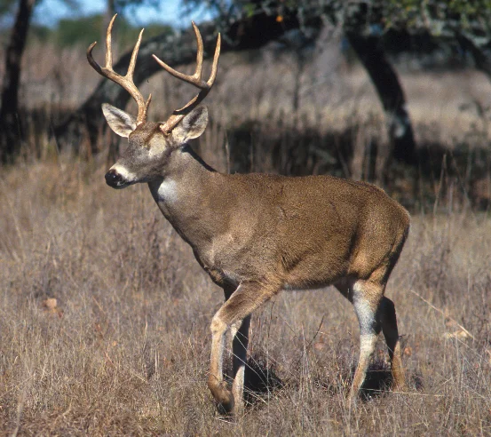no eye deer.webp