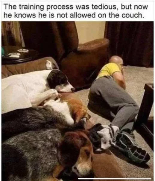 dogs couch training process tedious boyfriend floor