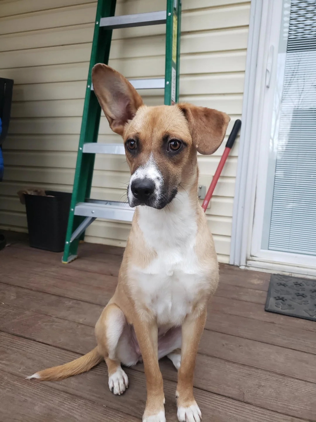 one-floppy-ear-and-one-pointy-ear.webp