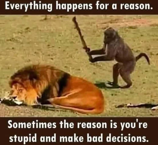 onkey-lion-things-happen-reason-make-bad-decisions.jpg