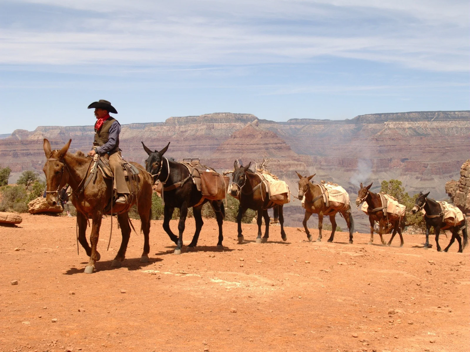 P4192144%20mule%20train.1600x1200.webp
