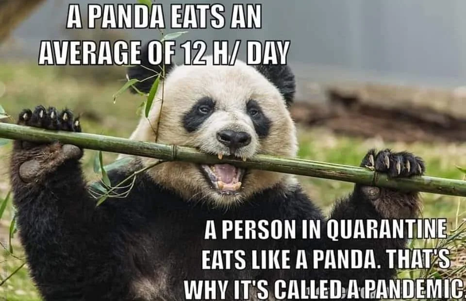 panda.webp