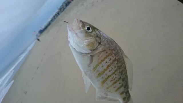 perch.JPG