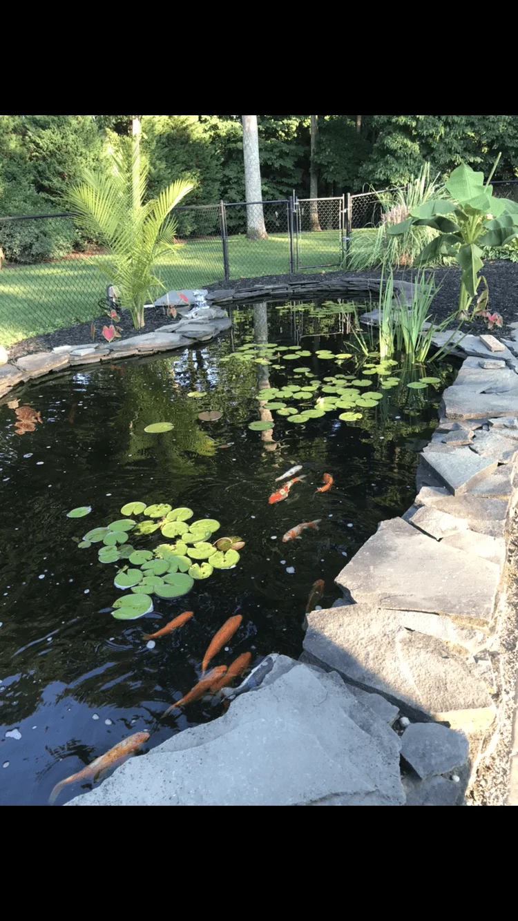 pond.webp