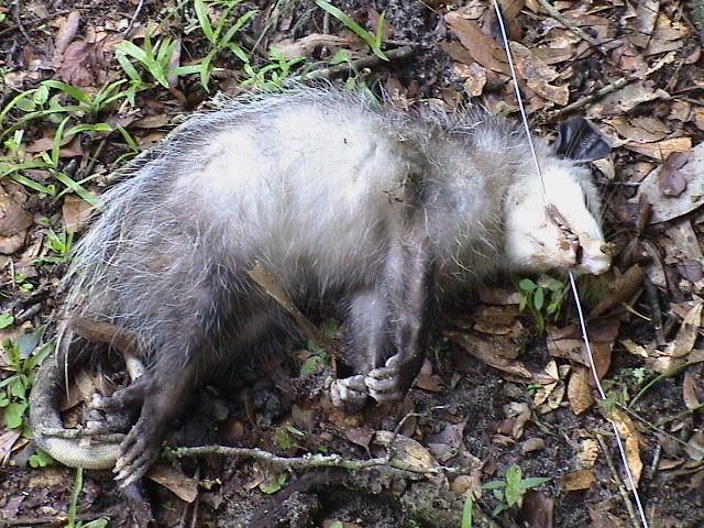 Possum (1).jpg