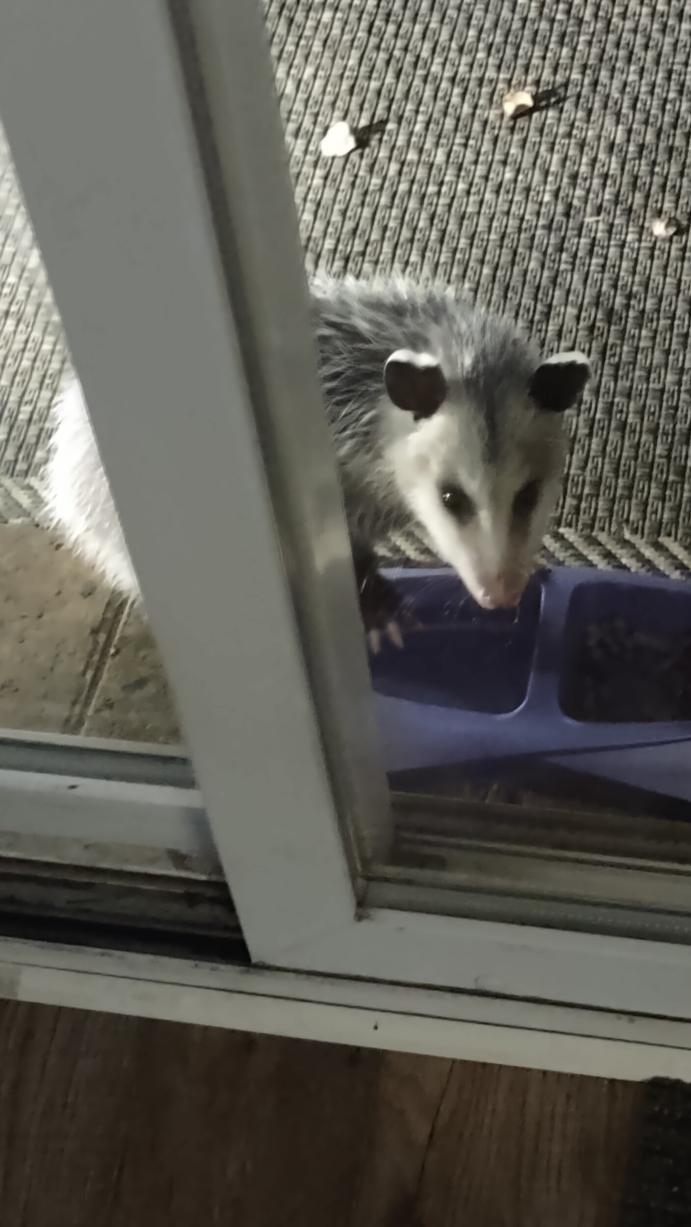 possum pete.jpg