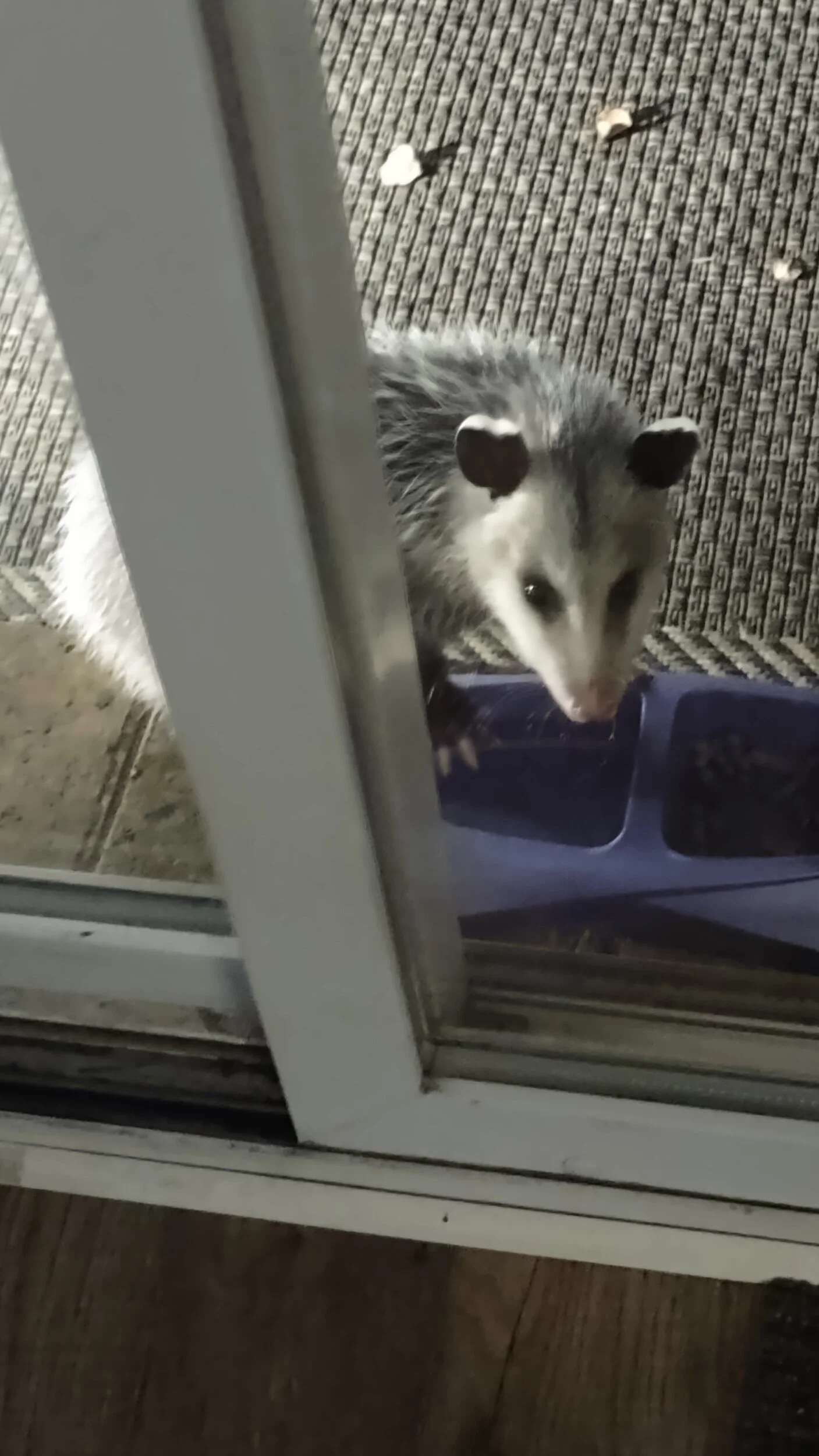possum pete.webp