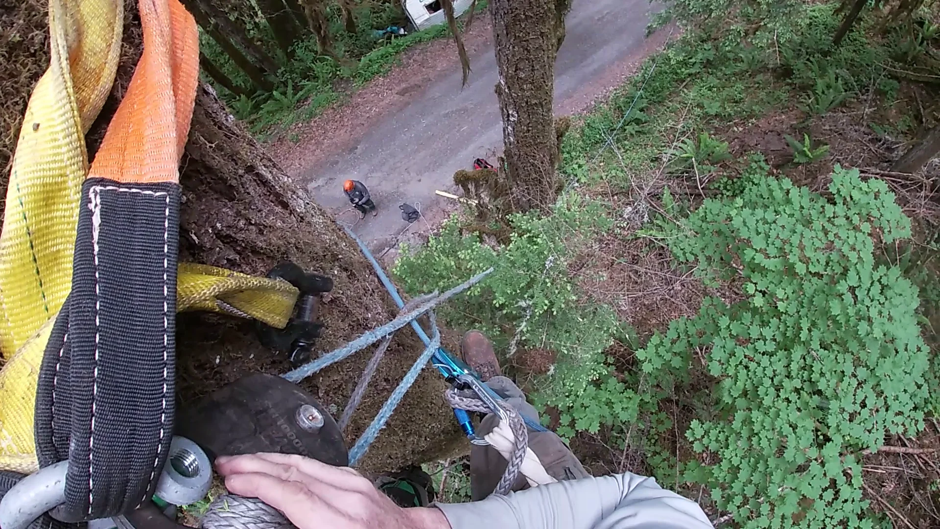 Pulley in a Tree.webp