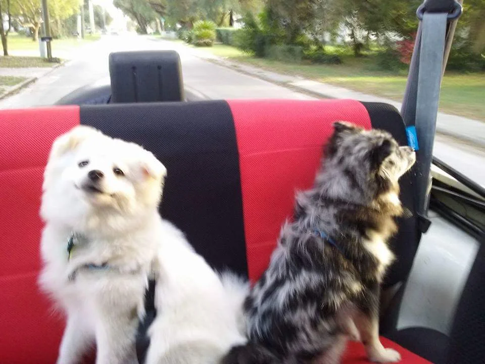 pups.webp