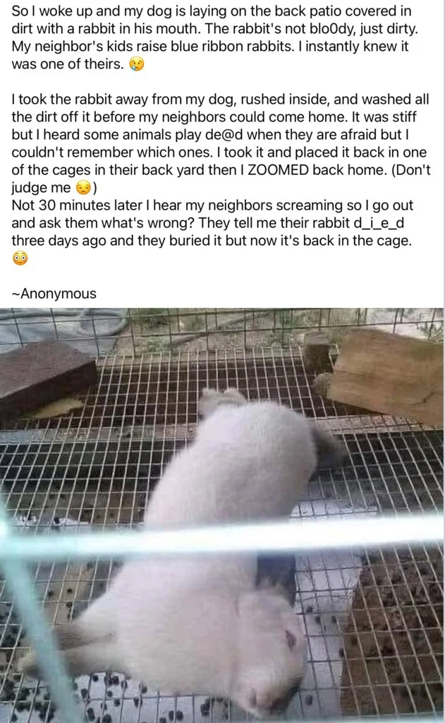 Rabbit.webp