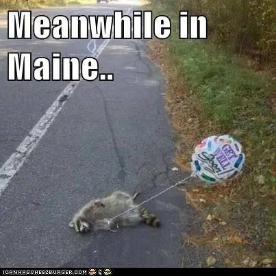 raccon.webp