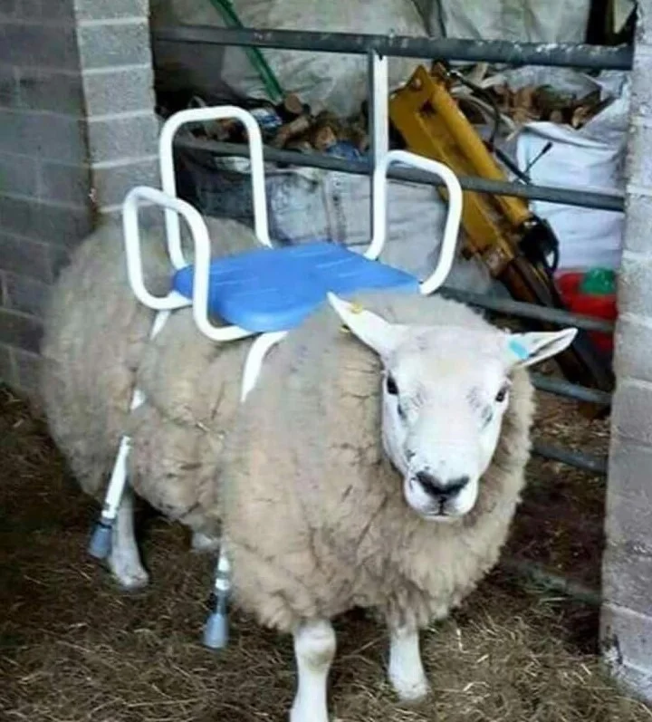 ride-on-mower.webp