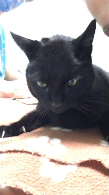 RIP Neros 5-18-20 9.1.webp