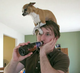 rsz_dog_hat_416.webp