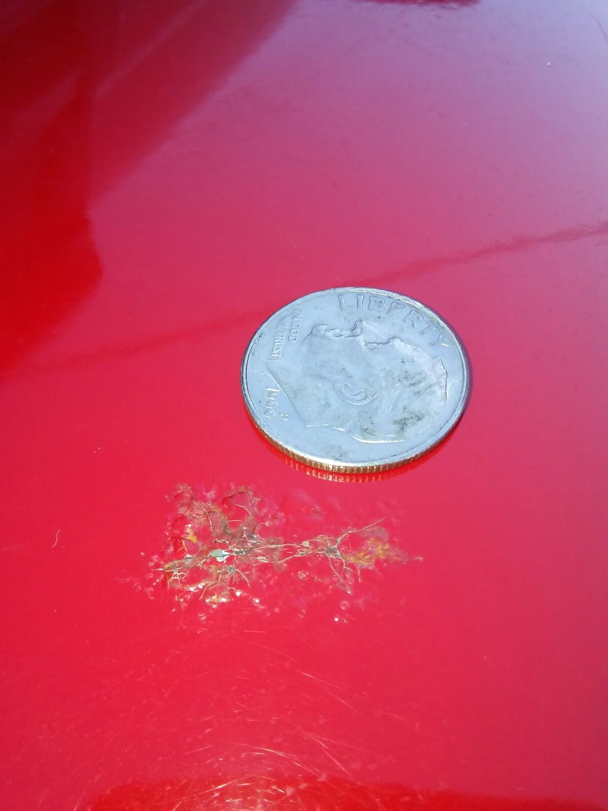 Rubi fender rust.jpg