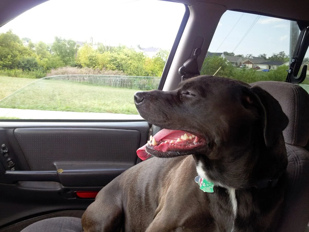 Scout ZJ.webp