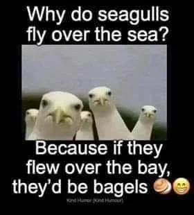 seagulls.webp