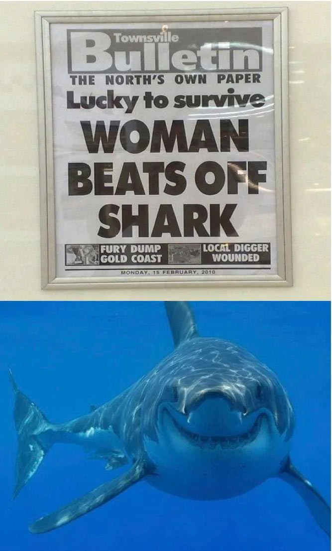 shark.webp