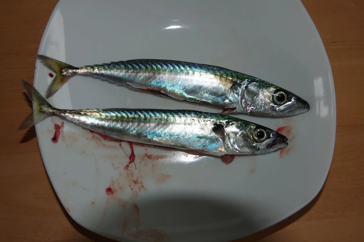 smallfish.webp