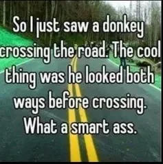 Smart Donkey.webp