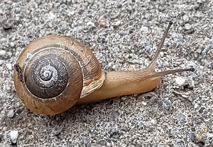 snail jeep (3).jpg