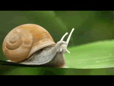 snail Jeep fast.gif