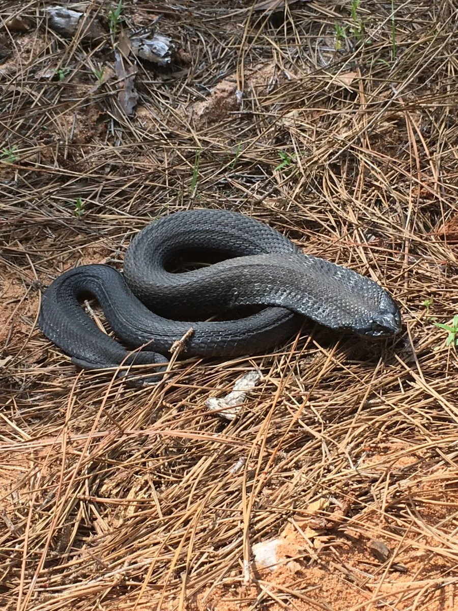 snake 1.webp