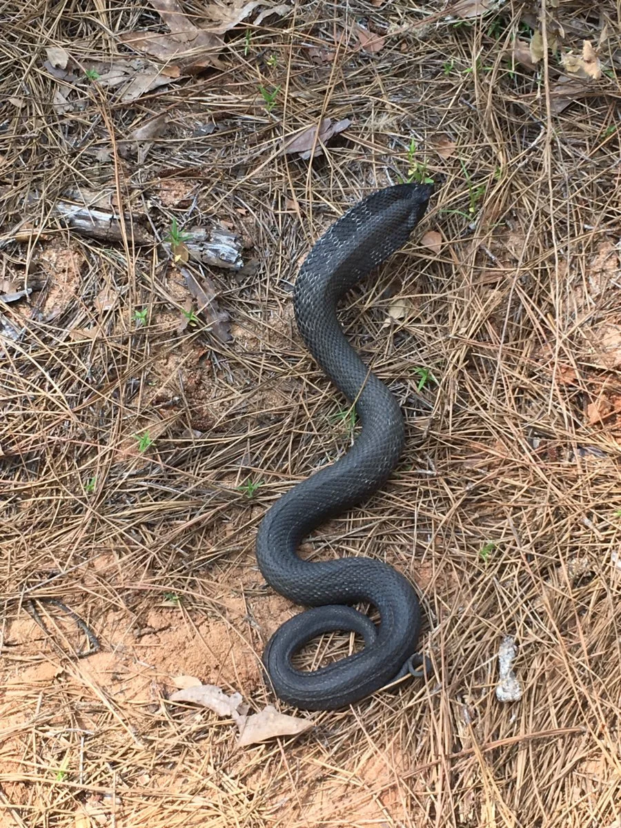 snake 2.webp