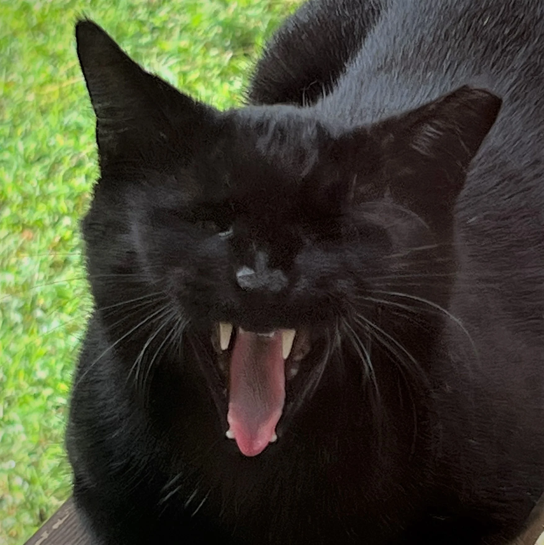 Squeaky cat.webp