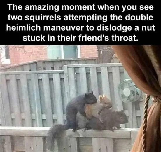 Stuck Nut.webp