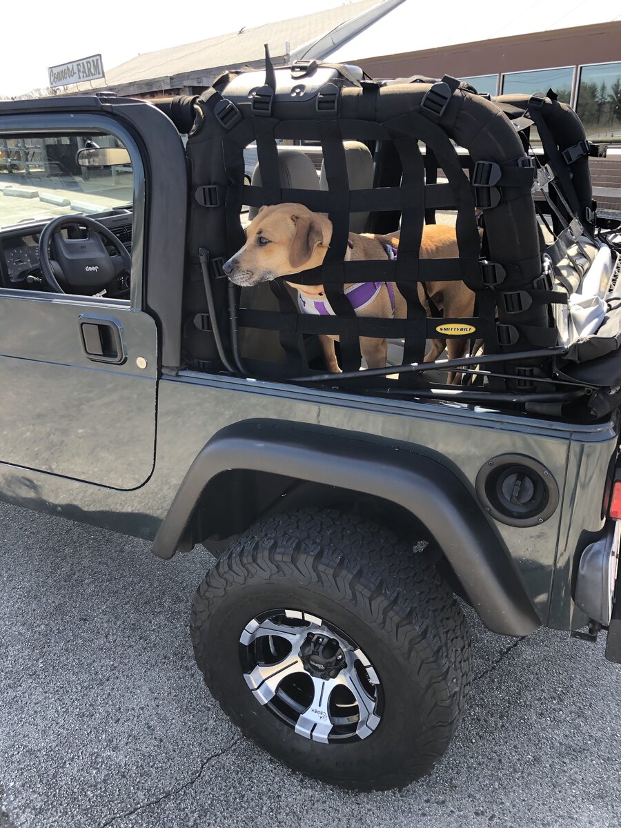 New Jeep Dog, Maybe | Jeep Wrangler TJ Forum