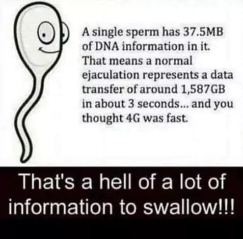 swallow.webp