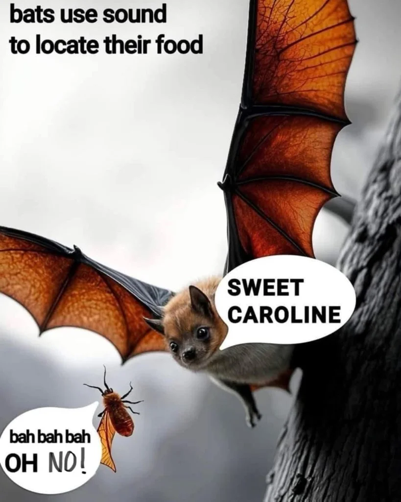 Sweet Caroline.webp