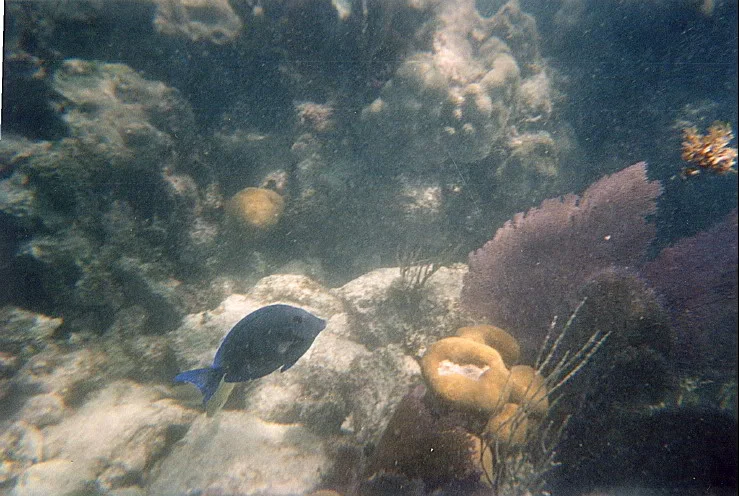 TangCorals.jpg