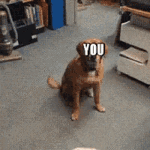 tenor (1).gif