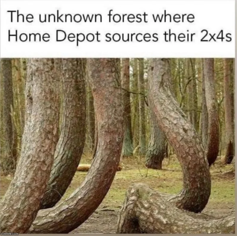 The_Forest.webp
