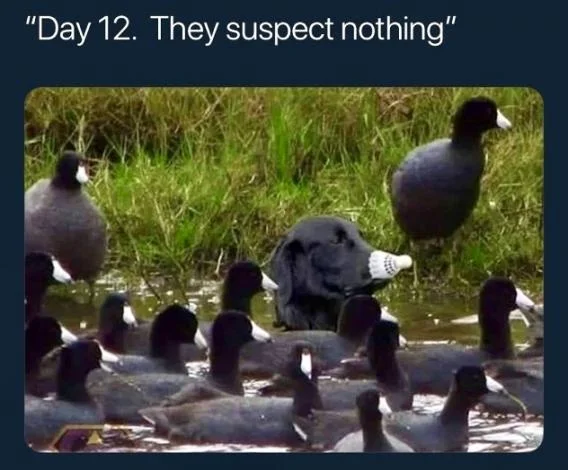 They Suspect Nothing - t.webp