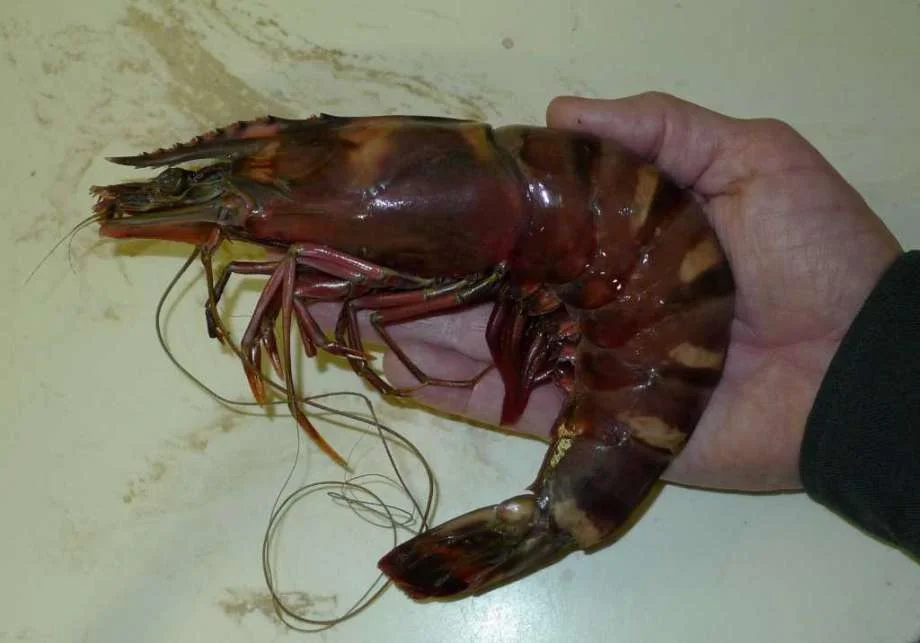 Tiger Prawn.webp